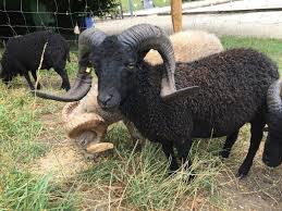 Béliers reproducteurs